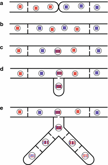 strom et al